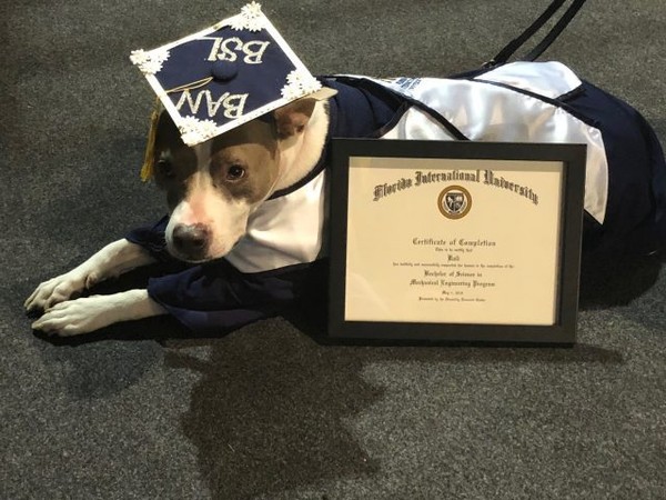 比特犬領畢業證書。（圖／翻攝自Florida International University）