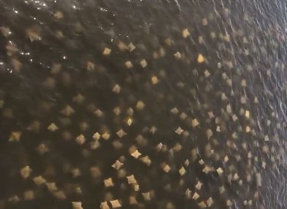 ▲水面飄超密集「金閃閃方塊」　網細看驚呆：以為是披薩捲！。（圖／翻攝自Brianca Delliquadri臉書）