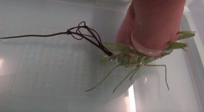 螳螂爆肚竄出「一長串黑色粗線」　實測勾出鐵線蟲：碰水就啟動！
