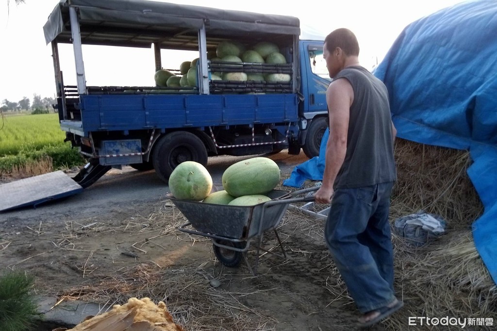 ▲雲林四湖鄉呂爸爸努力種植西瓜，每天都到田裡工作，為了要照顧一家人的生計。（圖／「光線」授權提供）