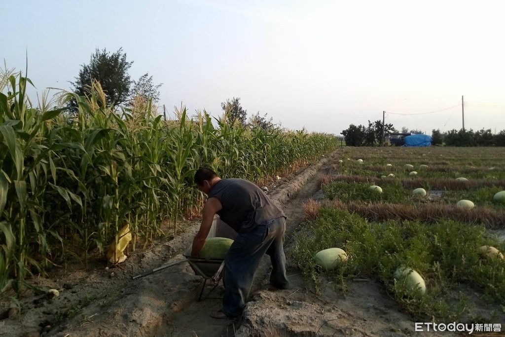 ▲雲林四湖鄉呂爸爸努力種植西瓜，每天都到田裡工作，為了要照顧一家人的生計。（圖／「光線」授權提供）