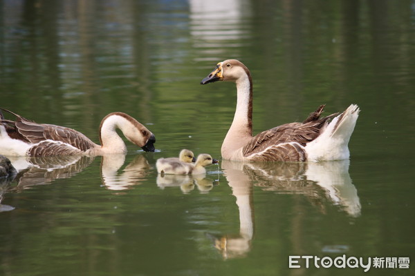 大湖公園小比鵝。（圖／溫芳玲提供）