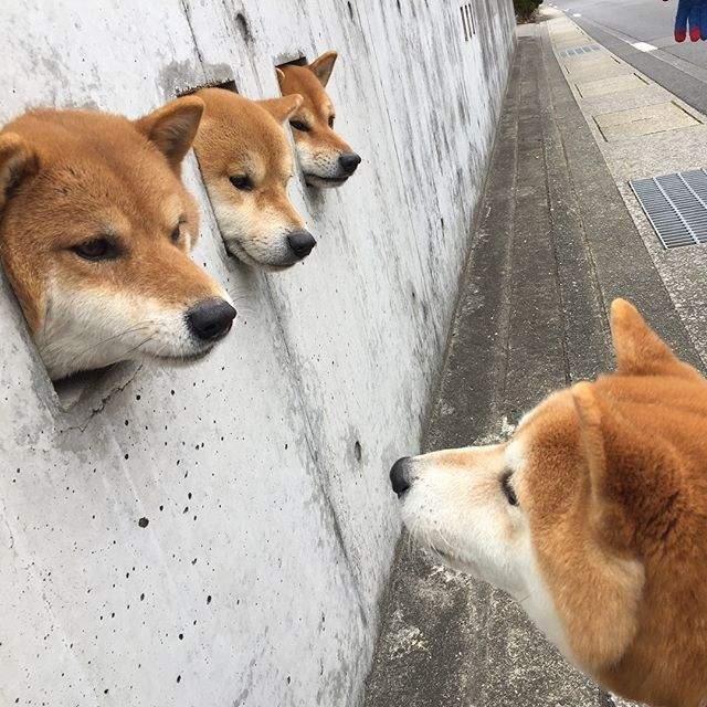 島原三柴的IG帳號（圖／網路翻拍）https://www.instagram.com/kotamamefuku/?utm_source=ig_embed