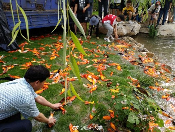 放養3000條錦鯉手滑，工人傻看活魚草地掙扎求生。（圖／翻攝自臨沂大學微博）