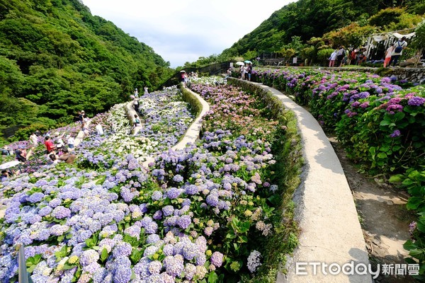 ▲▼陽明山繡球花             。（圖／記者徐文彬攝）