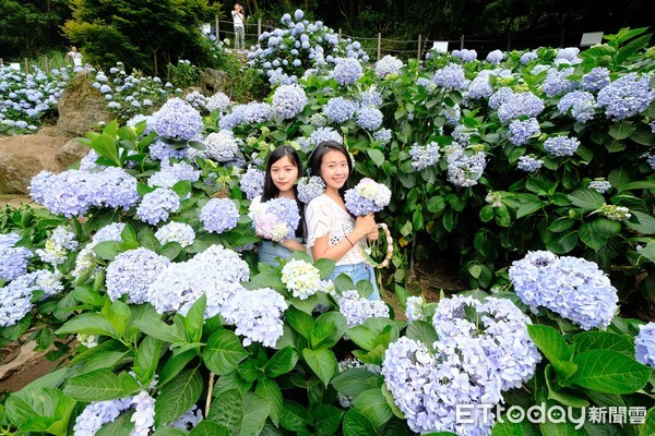 ▲▼陽明山繡球花             。（圖／記者徐文彬攝）