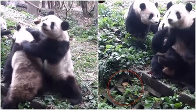 熊貓零食掉下找不到　飼育員拼命指：就在你腳邊啊！