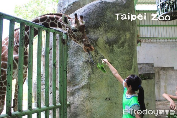 暑假到動物園體驗-保育員獸醫師上線（圖／臺北市立動物園提供）