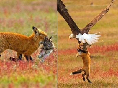 到手的晚餐「飛了」！老鷹搶狐狸嘴裡的兔兔...結果3隻動物飛上天