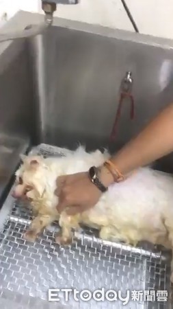 美容師洗狗洗到哭。（圖／美容師林嘉謙提供）