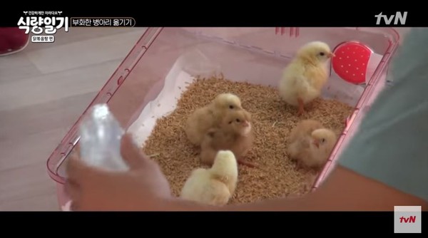 ▲辛苦養大的小雞煮來吃？韓綜藝節目《食糧日記》首播被罵翻。（圖／翻攝自YouTube tvN）