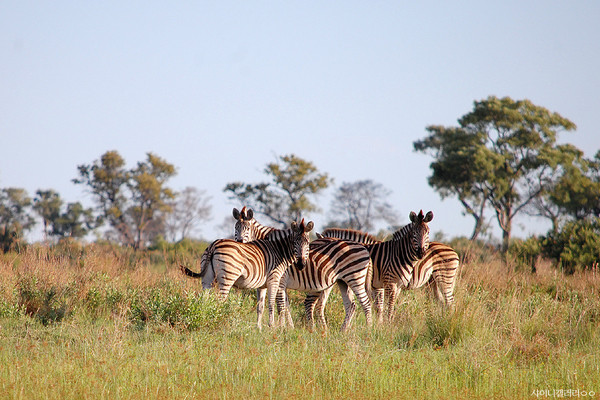 ▲SHINee站姐拍攝的非洲野生動物。（圖／翻攝自韓網샤이니갤러리）
