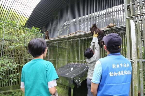 ▲新北動保,猛禽,大冠鷲,鳳頭蒼鷹,野放,收容,石碇。（圖／新北市動保處提供）