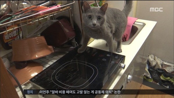 貓咪誤觸電磁爐開關（圖／翻攝自MBC News）