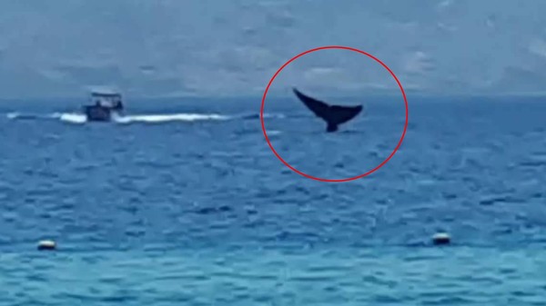 ▲紅海稀客...30米藍鯨首度現身阿卡巴灣　珍貴畫面引爆動！（圖／翻攝自「Amir Rozanes」臉書）