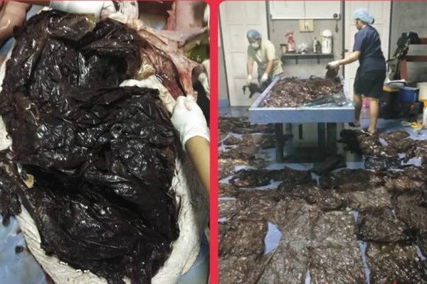 ▲▼泰國一隻擱淺的鯨魚救治後死亡，在其胃中發現重達8公斤的塑膠袋。（圖／翻攝自泰國海洋與沿海資源部臉書）
