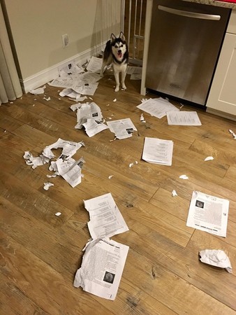 ▲「抱歉，我的狗吃了全班作業」　二哈犯案還傻笑…主人超崩潰。（圖／翻攝自reddit）