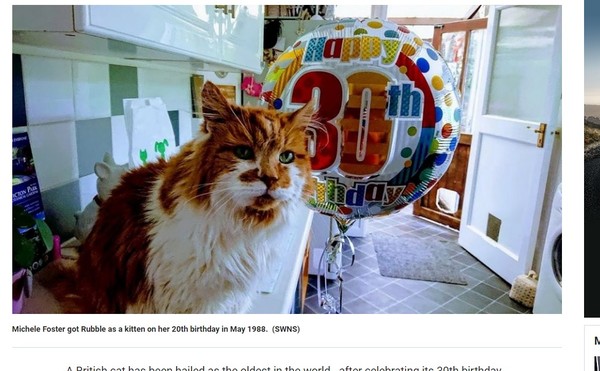 ▲▼英國一隻橘白貓咪「石子」於5月20日歡慶30歲生日。（圖／翻攝自metro）