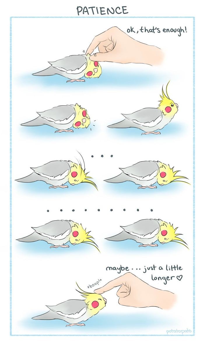 鸚鵡插圖(Facebook@PotatopatoArt)