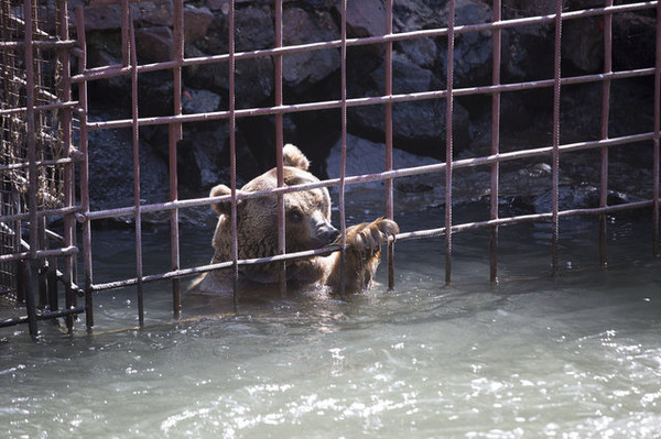 （圖／翻攝自International Animal Rescue粉絲專頁）