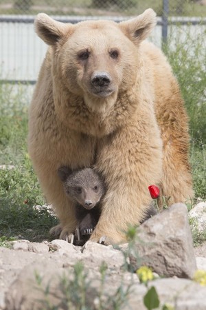 （圖／翻攝自International Animal Rescue粉絲專頁）