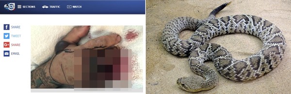 壯男砍斷1.2公尺響尾蛇的頭 竟遭「斷掉蛇頭」反咬險死