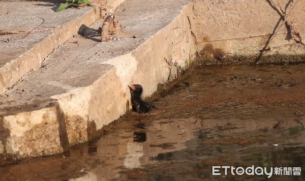 ▲水泥圍起來的「兩光河流」　小水雞噗通掉落再也爬不出。（圖／洪廷維提供）