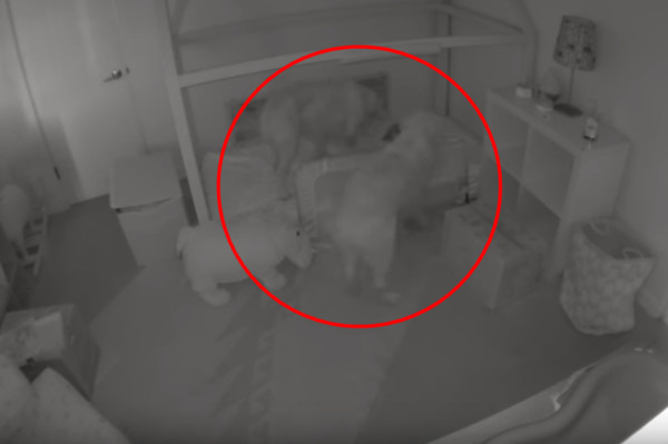 ▲▼ 美國亞利桑那州15個月大的女娃克蘿伊（Chloe）上週某日深夜逃離她的專屬小床，幫凶正是家裡2隻黃金獵犬Colby和Bleu兄弟檔。（圖／翻攝自Youtube／Cheese Pups）