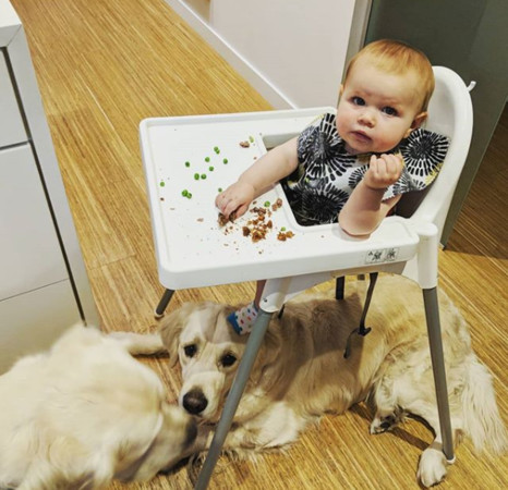 ▲▼　美國亞利桑那州15個月大的女娃克蘿伊（Chloe）與家裡2隻可愛的黃金獵犬Colby和Bleu感情非常好。（圖／翻攝自IG／cheesepups）