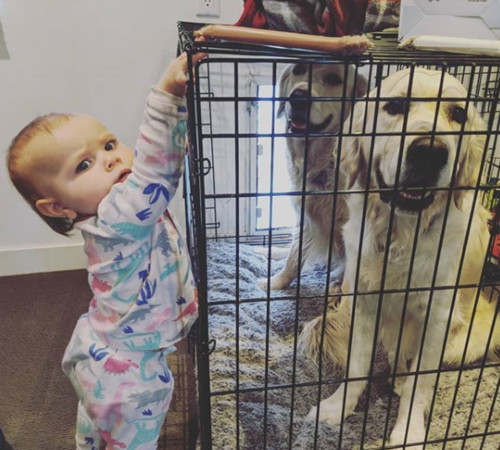 ▲▼　美國亞利桑那州15個月大的女娃克蘿伊（Chloe）與家裡2隻可愛的黃金獵犬Colby和Bleu感情非常好。（圖／翻攝自IG／cheesepups）