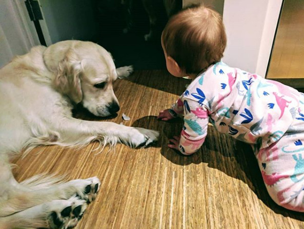 ▲▼　美國亞利桑那州15個月大的女娃克蘿伊（Chloe）與家裡2隻可愛的黃金獵犬Colby和Bleu感情非常好。（圖／翻攝自IG／cheesepups）