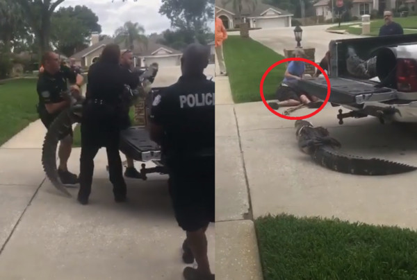 警察被鱷魚打昏。（圖／翻攝自Instagram／jack_redding_fishing_）