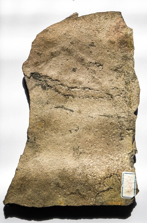 ▲▼這是6月6日在中科院南京地質古生物研究所拍攝的在中國三峽地區發現的距今5.4億多年前的動物足跡化石。（圖／新華社提供）