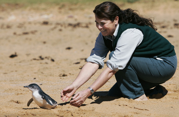▲▼神仙企鵝是企鵝品種中身形最為嬌小的一種。圖為保育人員在雪梨北部海岸野放神仙企鵝。（圖／達志影像／美聯社）