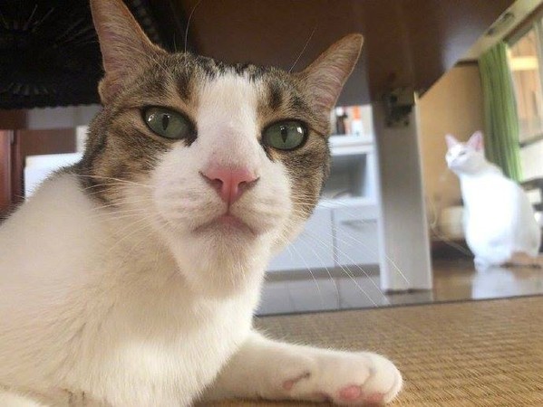 ▲喵喵大戰蜜蜂，戰後獲得「網美下巴」。（圖／翻攝自推特@PokeyRep）