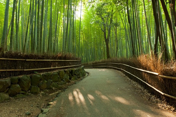 ▲輕旅行▼（圖／shutterstock.com、五福旅遊、新加坡濱海灣花園提供）