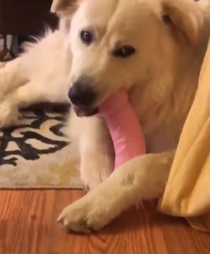 奶油犬咀嚼「粉色姐夫」，網笑瘋。（圖／翻攝自臉書社團爆笑公社）
