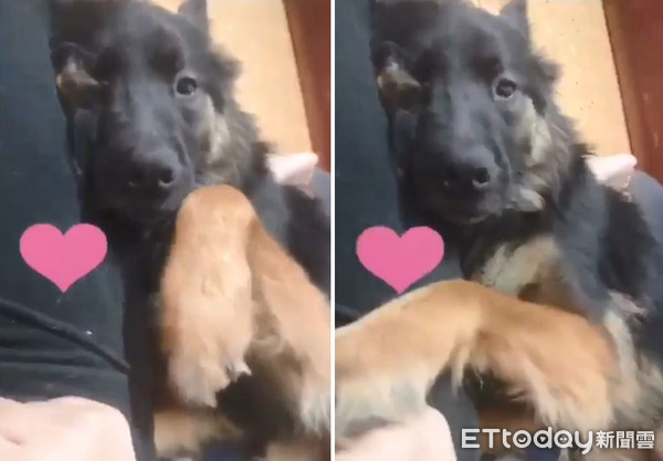 差點被鐵鍊勒死！溫和狼犬急找家。（圖／網友朱小姐提供，請勿隨意翻拍，以免侵權。）