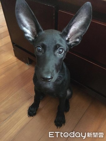 小黑汪有对超大的耳朵,让家人有点困惑「到底混到了什麼?