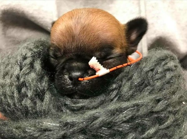 （圖／翻攝自S.N.O.R.T. - Short Noses Only Rescue Team粉絲專頁）