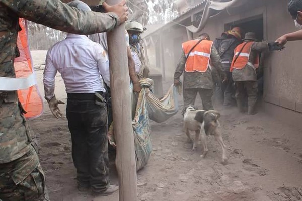 瓜地馬拉忠犬帶救難隊找到主人遺體。（圖／翻攝自MEMES Chapines GT #2臉書）