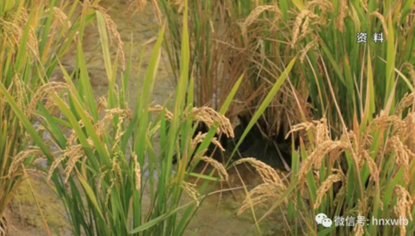 ▲▼鹽鹼地也能種植水稻，有望解決人類的糧食危機。（圖／翻攝自湖南衛視微信）