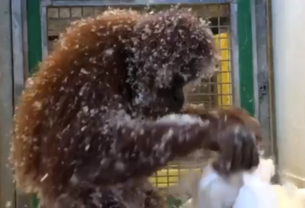 紅毛猩猩製造無敵雪景。（圖／翻攝自Audubon Zoo）