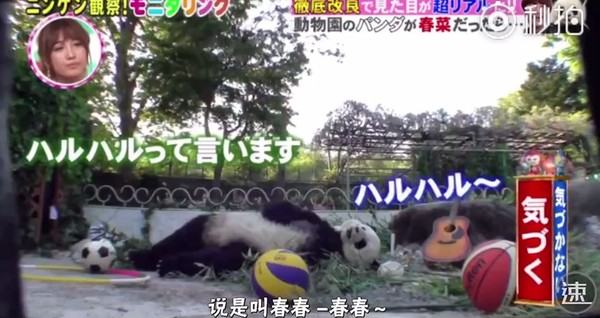 日本藝人扮熊貓沒人懷疑　只好拿吉他彈了起來　遊客：哪裡怪怪捏（FB@娛看日本）