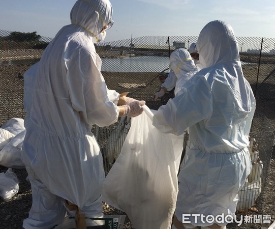 ▲台南市麻豆區一養鴨場檢驗出H5N2亞型高病原性禽流感，動保處10日撲殺5590隻鴨隻。（圖／動保處提供，下同）