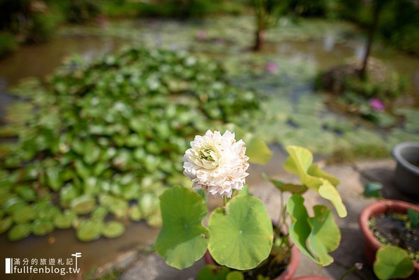 ▲桃園蓮荷園休閒農場坐大王蓮。（圖／滿分的旅遊札記提供）