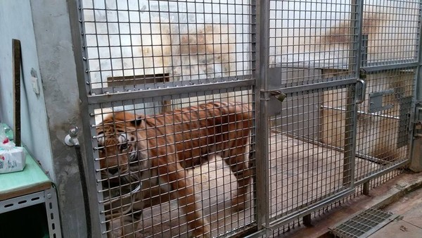 ▲竹市動物園搬遷遭爆「害死21隻動物」　老虎住1坪空間繞圈圈。（圖／翻攝自張祖琰臉書）