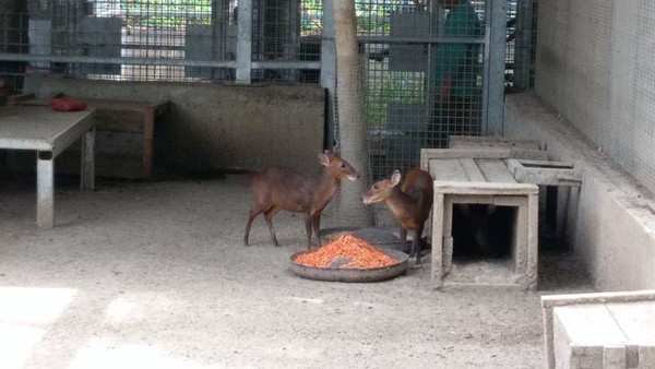 ▲竹市動物園搬遷遭爆「害死21隻動物」　老虎住1坪空間繞圈圈。（圖／翻攝自張祖琰臉書）