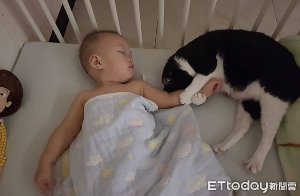 ▲貓咪竟然抱著兒子的手睡覺。（圖／網友黃姿榕‎授權提供）