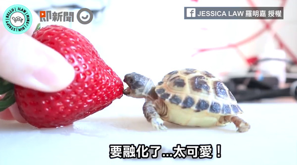 太迷你了吧！粉專「JESSICA LAW 羅明嘉」上傳一則影片，內容是有一隻超級米你的小烏龜，正在很努力吃著一顆比牠大的草莓，但是不管換甚麼角度都，吃不太到，最後還是主人幫牠切片才大口大口吃的。（圖／ETtoday）